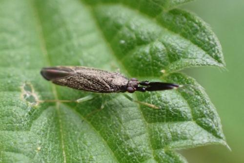 Réf. 287 166 : Heterotoma planicornis